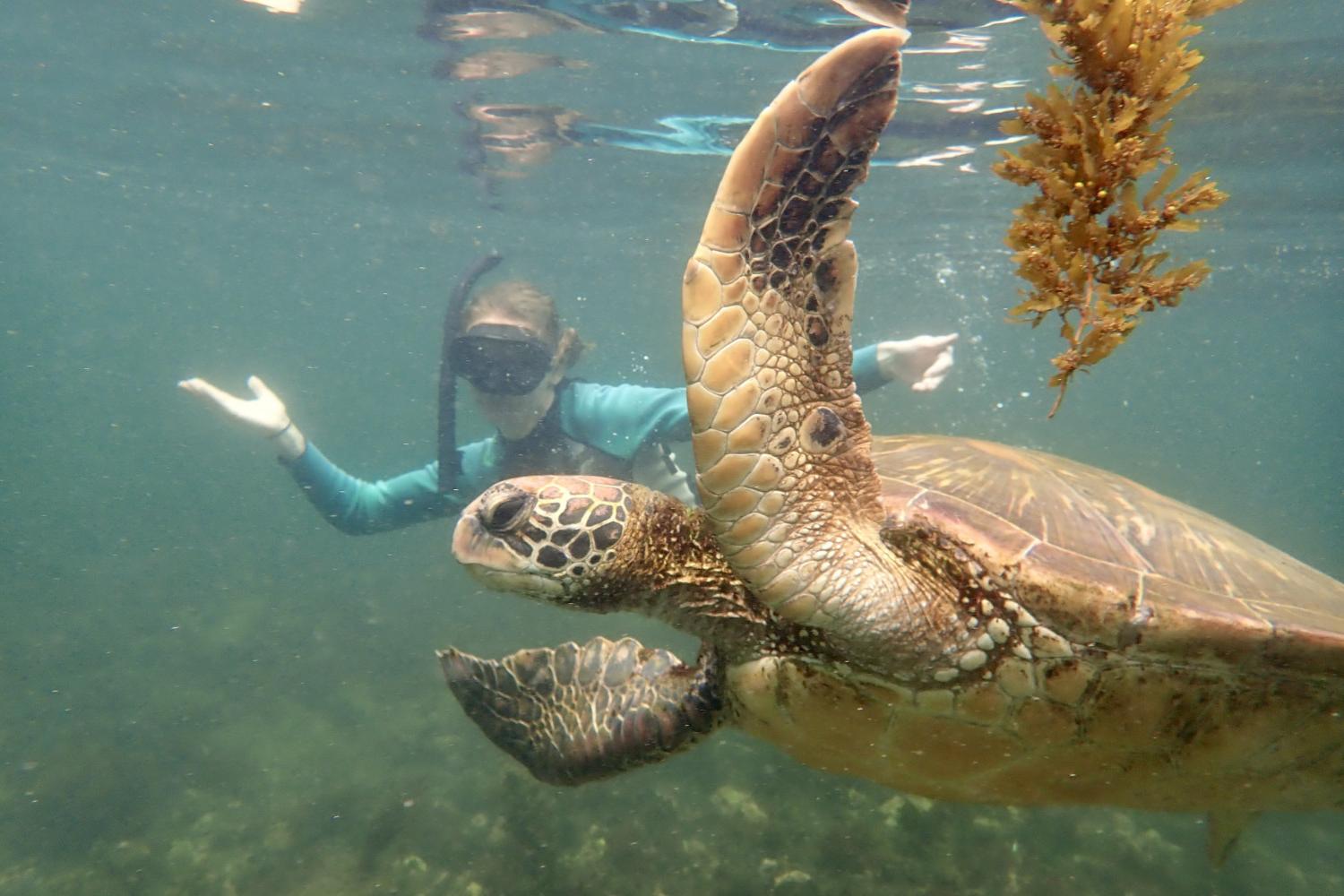 一名<a href='http://je.lcxjj.net/'>bv伟德ios下载</a>学生在Galápagos群岛游学途中与一只巨龟游泳.